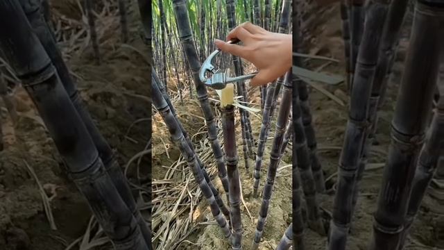 как добывают сок из сахарного тростника #shorts смотреть онлайн