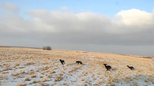 Охота с тазы на лису? смотреть онлайн