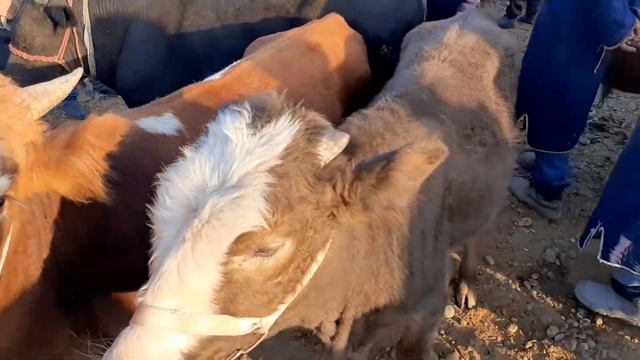 BUXORO G'IJDUVON MOL BOZOR. БУХОРО ГИЖДУВОН МОЛ БОЗОР.30.09.2020