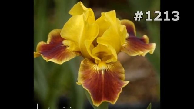 #1213. Ирисы - самые яркие цветы смотреть онлайн
