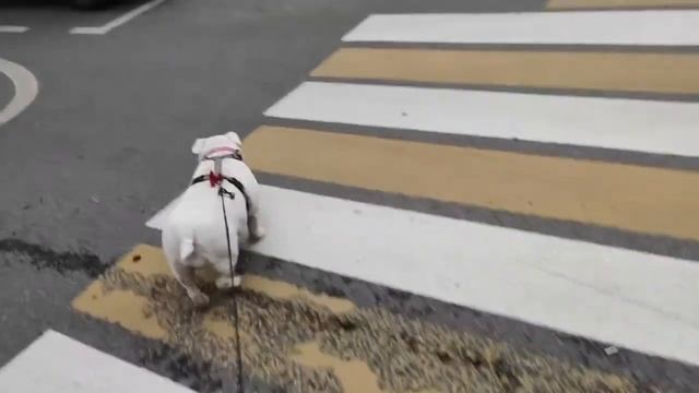 Переходим через дорогу. Сами научились. VlogDog. смотреть онлайн