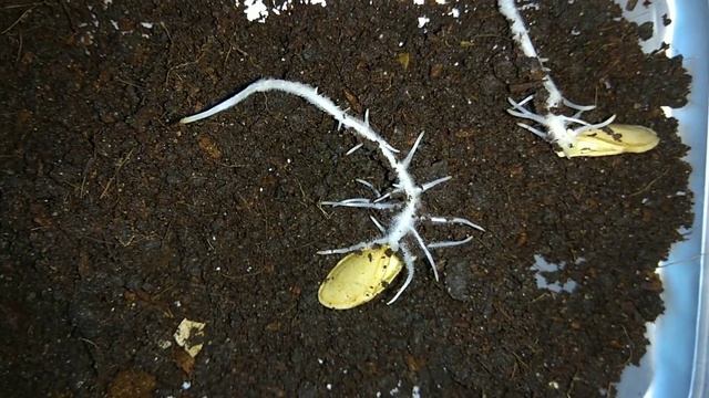 Тыква кабак как быстрей прорастить семена Какой способ лучше смотреть онлайн