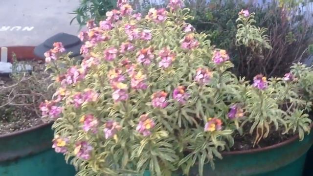 CHEIRANTHUS variegata смотреть онлайн