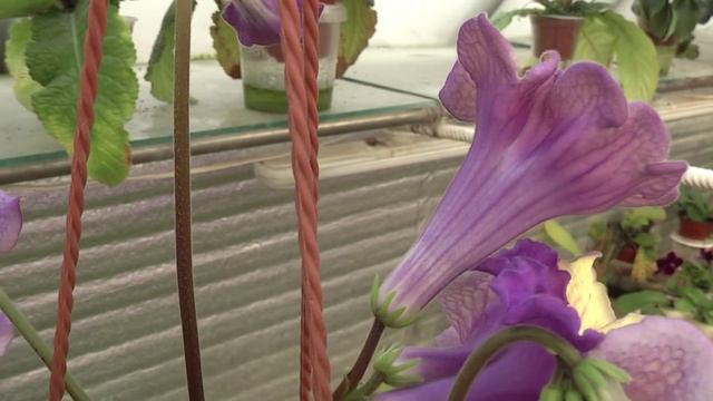 24 ,12. 2015. Стрептокарпусы Диметрис. Направления селекции. смотреть онлайн