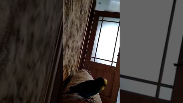 Попугай молится (произносит слова молитвы). Говорящий попугай. Хорошее видео. смотреть онлайн