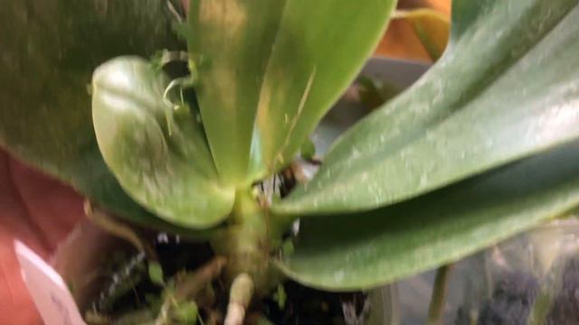 Orchidee Diffusion (France) online. Mоё знакомство с европейскими теплицами смотреть онлайн