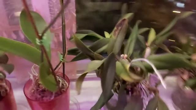 Выращивание орхидей во мху