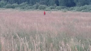 Джек Рассел на охоте