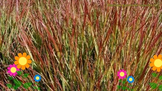 Просо прутьевидное Шенандоа. Краткий обзор, описание характеристик panicum virgatum Shenandoah смотреть онлайн