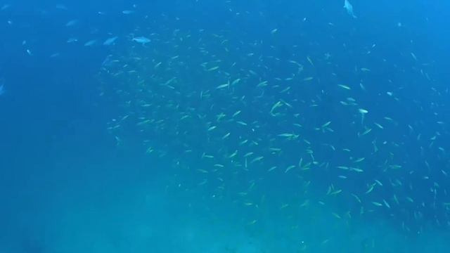 魚群!!　～川の流れのように～　リチェリーロック　シミランクルーズ ダイビング School of fish!! Like the flow of the river.Similan cruise смотреть онлайн