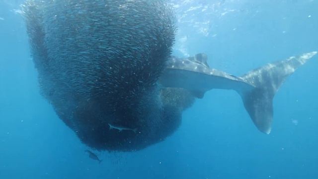 Whale Shark Feeds on Bait Ball || ViralHog смотреть онлайн