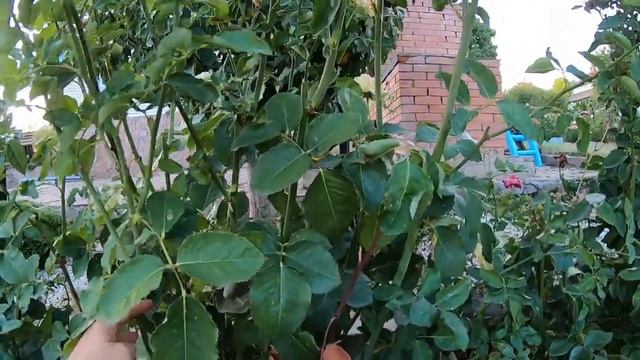 Versilia (Версилия) - та самая роза из ролика весенней обрезки.