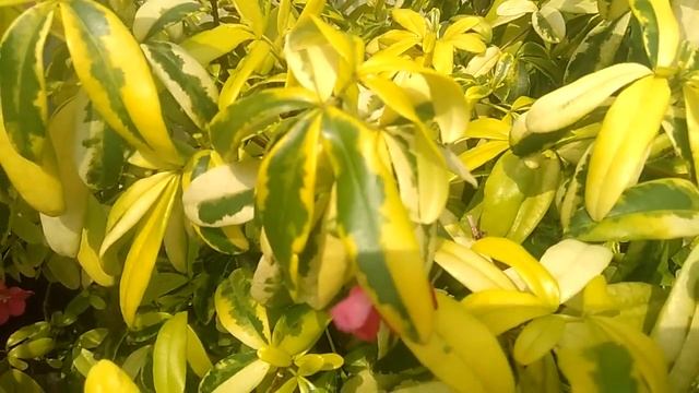 Tanaman hias Walisongo /dwarf Umbrella (Heptapleurum arboricola) yang menyegarkan udara rumah anda смотреть онлайн