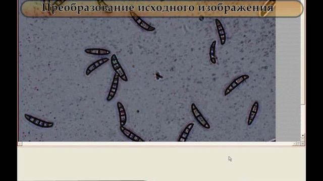Morphology смотреть онлайн