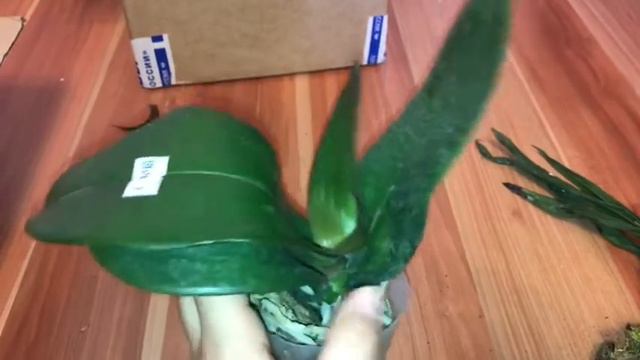 Мои новые Орхидеи!2Посылки! смотреть онлайн