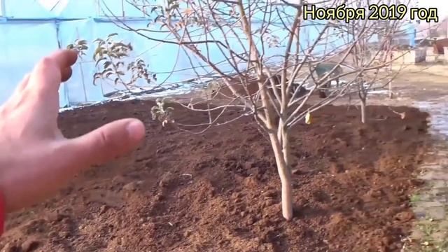 Обязательно сделайте это перед высадкой Петунии в открытый грунт. ШИКАРНЫЕ ЦВЕТЫ ВСЕ ЛЕТО. Для почв смотреть онлайн