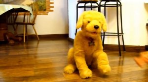 Интерактивная собака по имени Бисквит