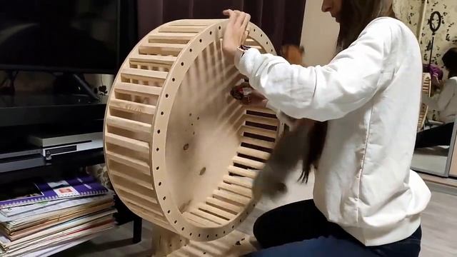 Как я пыталась белку заставить бегать в колесе... ?♂️?How I tried to make a squirrel run in a whee смотреть онлайн