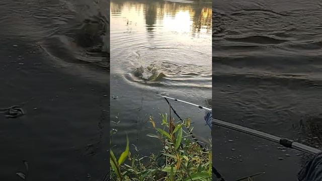 8 август 2022 г.никифор рибаря 2 смотреть онлайн