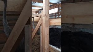 чем кормить страусов? трава, зерно и овощи. все измельчаем.  #страусинаяферма#страусиныйкомбикорм#