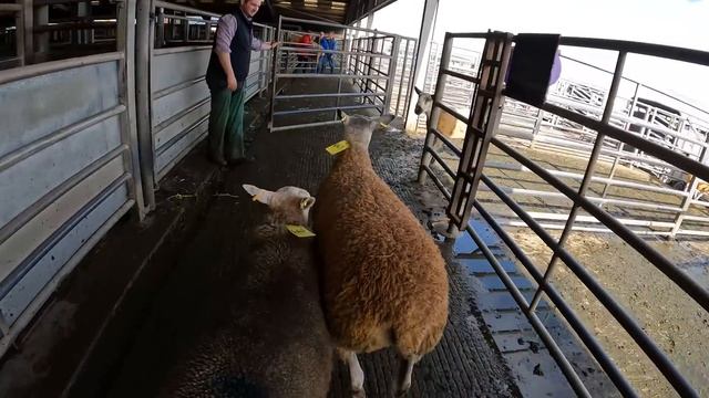 BUYING SHEEP AT A SCOTTISH LIVESTOCK MARKET | Breeding ewes and rams смотреть онлайн
