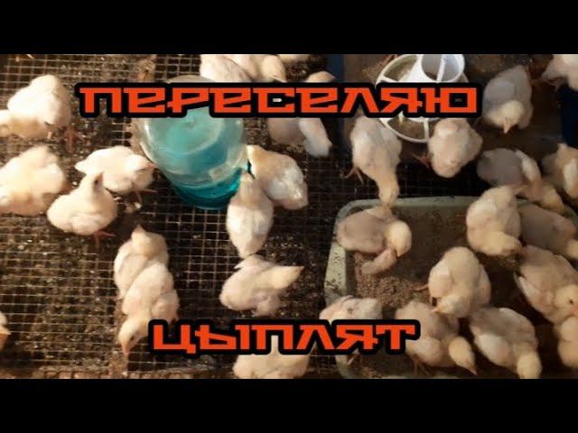 перевёл бройлера на постоянное место. смотреть онлайн