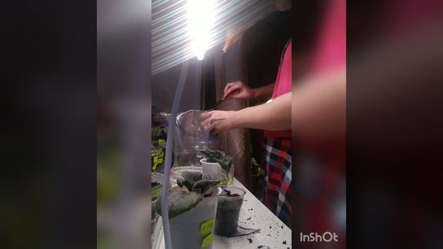 Пересаживаю детки фиалки