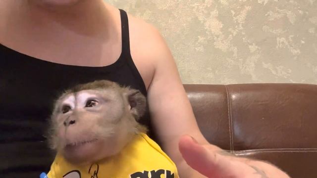 Жорочка ❤️тоже иногда бывает без настроения ?все как у людей #макака #обезьяна #ужин смотреть онлайн