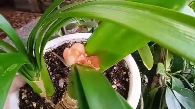 КЛИВИЯ смотреть онлайн