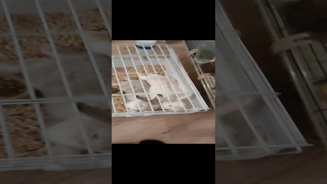 Кролики Джона Уика смотреть онлайн