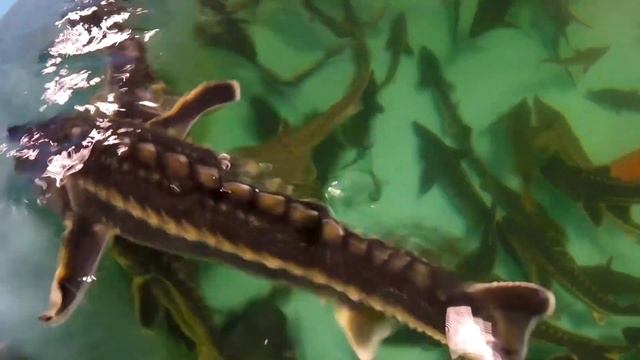 Учим Делать С Любовью