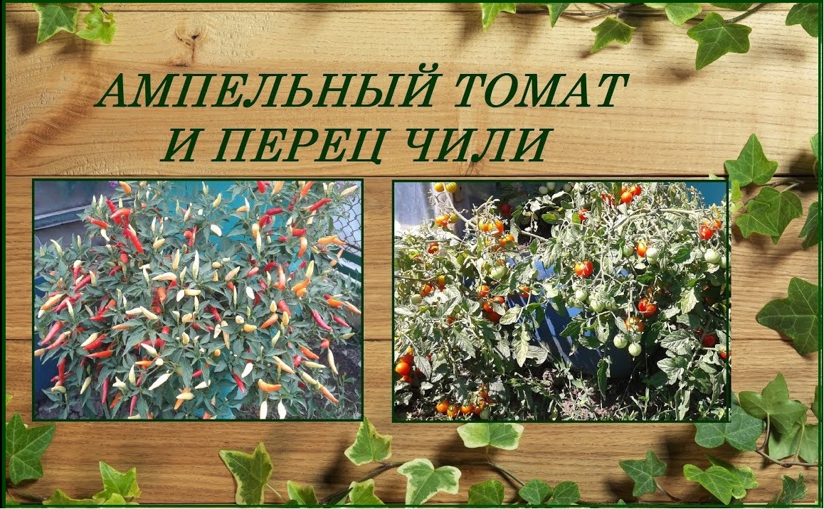 Ампельный томат и перец чили для контейнеров и подвесных корзин смотреть онлайн