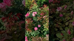 Канадская парковая  Роза Прайри джой    описание сорта