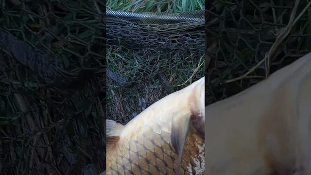 Хубав харан на Торен червей приг вечер смотреть онлайн