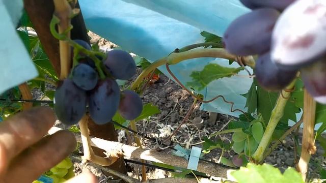 Лучшие формы винограда на моем участке в 2021г. смотреть онлайн