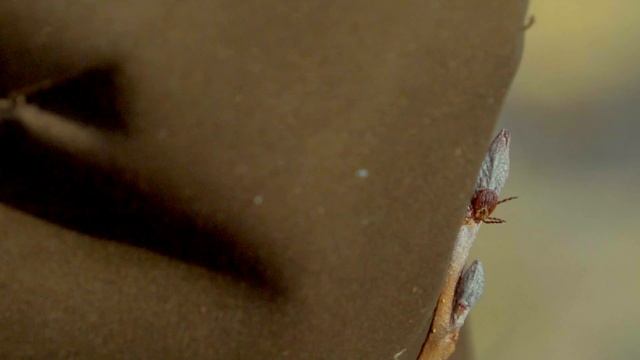 Ресницы, которые создают прекрасный завершающий штрих