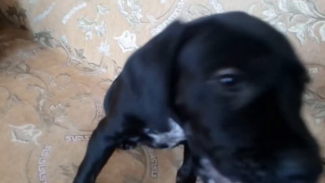 Щенок конэ Корсо! смотреть онлайн