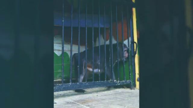 21 Июля Кирово Чепецкий ЗООПАРК!!!!😁😁😁 смотреть онлайн