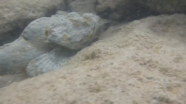 Devil scorpionfish ( Scorpaenopsis diabolus ) смотреть онлайн