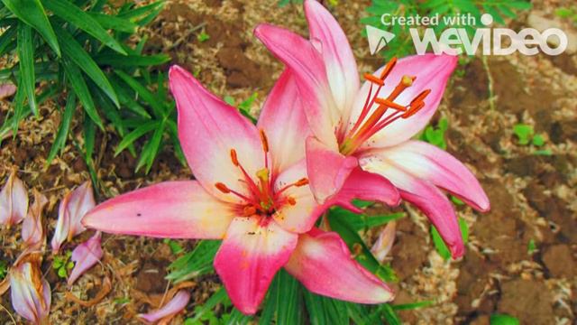 Мои садовые цветы смотреть онлайн