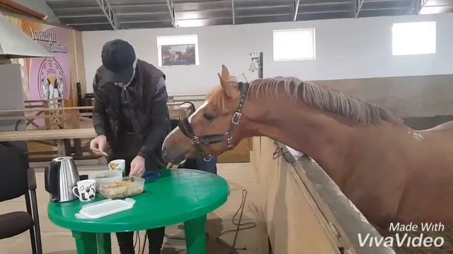 Донской жеребец Табель смотреть онлайн