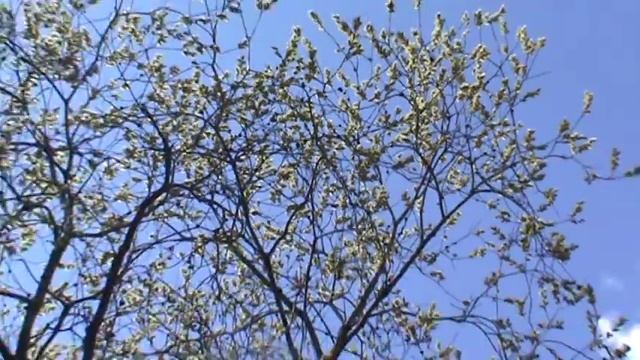 Весна Верба цветение.Зацвела верба.