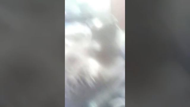 Кот моего друга смотреть онлайн