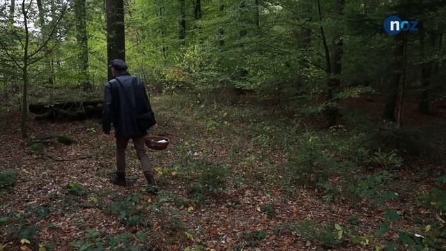 Giftig oder nicht giftig? Ein Experte erklärt, was beim Pilze sammeln schief gehen kann смотреть онлайн