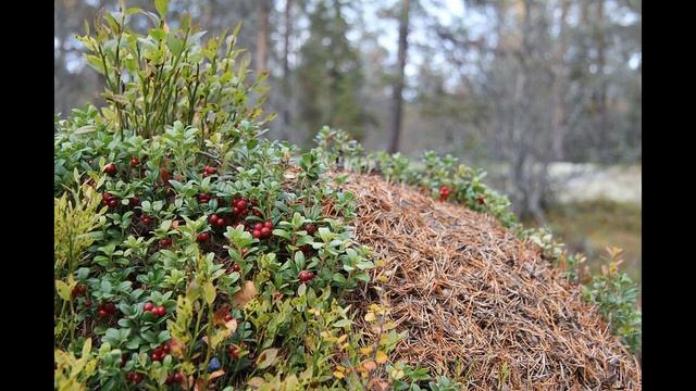 Грибные находки
