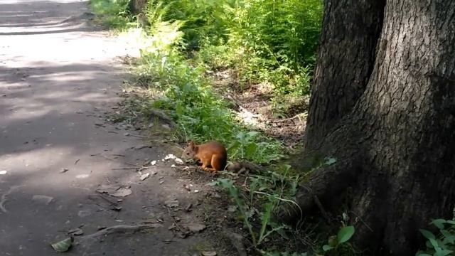 Белка кушает вафельку в удельном парке смотреть онлайн