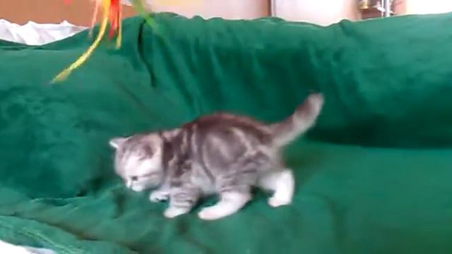 Cameron Sirius Brut котик скоттиш-страйт серебристый мраморный смотреть онлайн