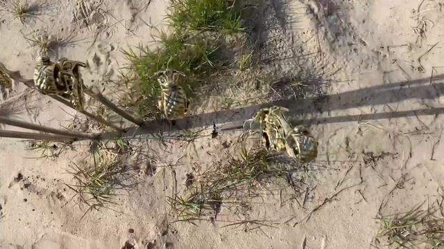 Набор шампуров Байкер смотреть онлайн