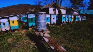 Правильная поилка для пчел или Одна ложка соли и пчелы довольны.