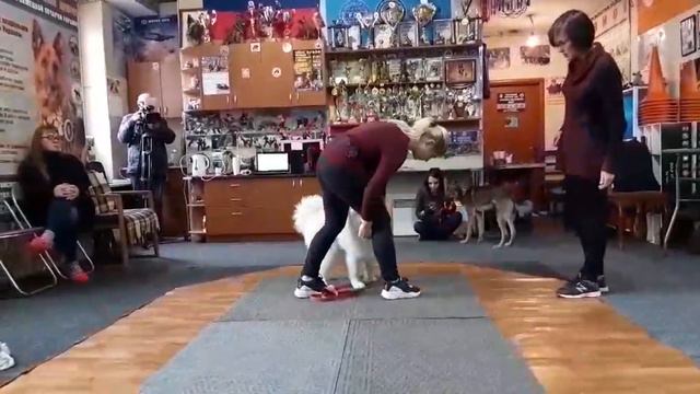 Семинар по кинологическому фристайлу смотреть онлайн